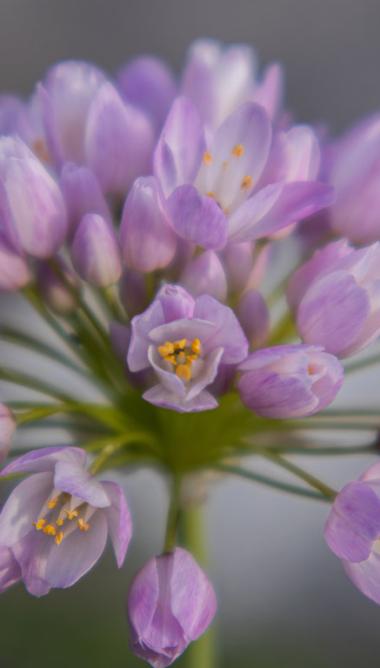 NATURA